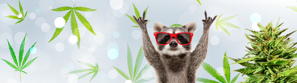 Exploring the Best Weed Seeds Ontario Has to Offer 2 Exploring the Best Weed Seeds Ontario Has to Offer 2